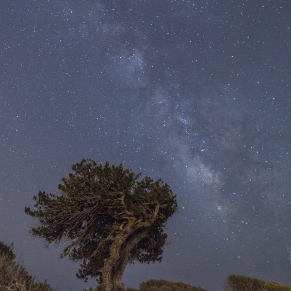 #arbol #arbre #astrofotografia, #estel #landscape #llucmajor #milkyway #natura #naturaleza #nature #night #nit #noche #nocturna #nocturnal #paisaje #paisatge #sabina #Timelapse #tree #vialactea #igersmallorca #igersb alears #igersespaña #balearesnocturna #marinadellucmajor